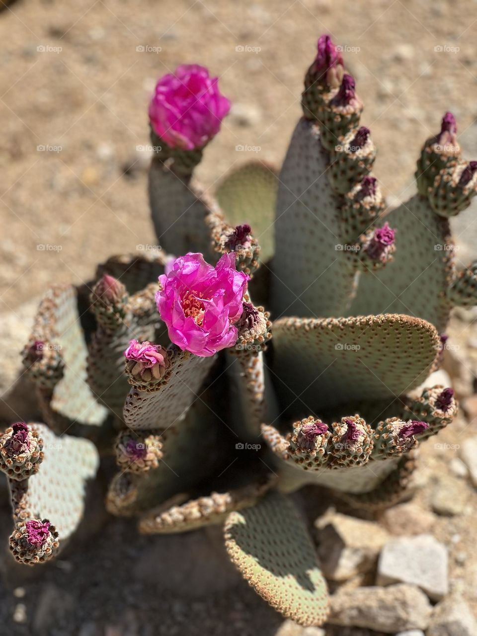 Pink flower cactus when we visited Joshua Tree 