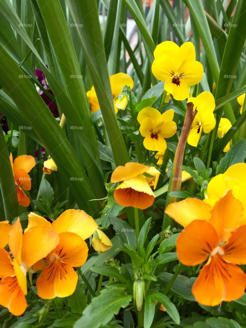 Portland Planter