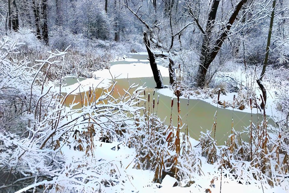 Winter woods