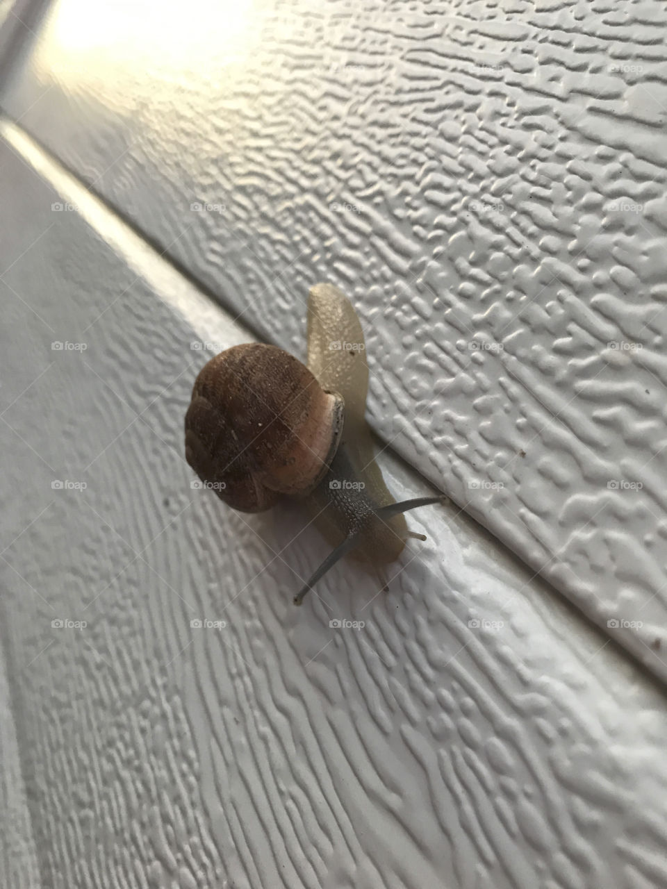 Snail 8