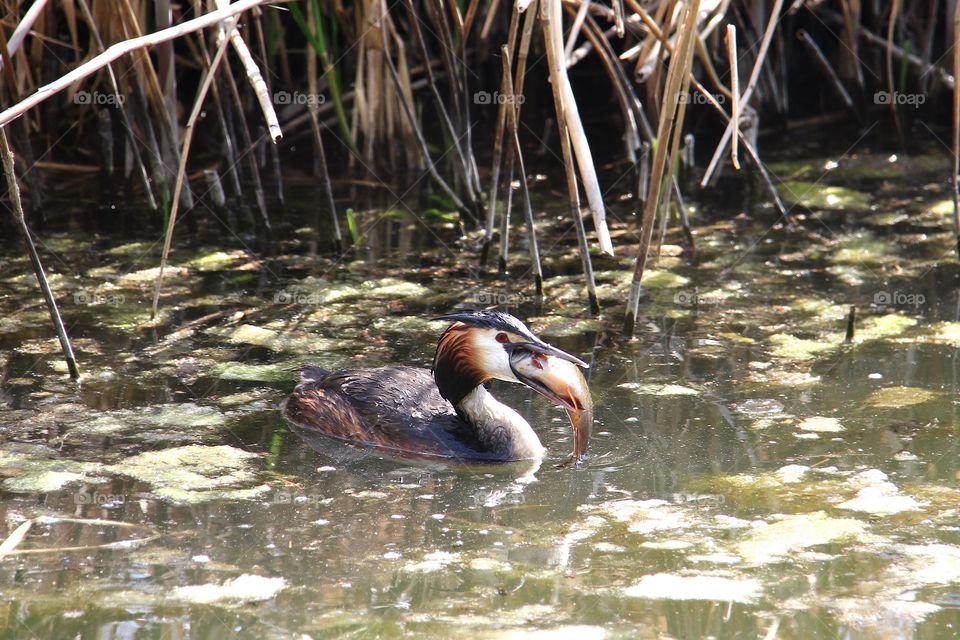 great crested grebe eat fish