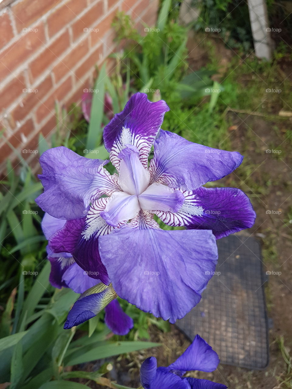 Above view of Iris in bloom