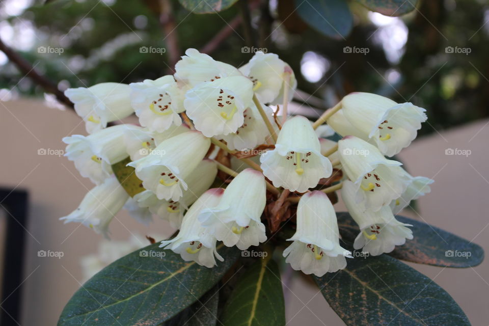 cream rhododendron