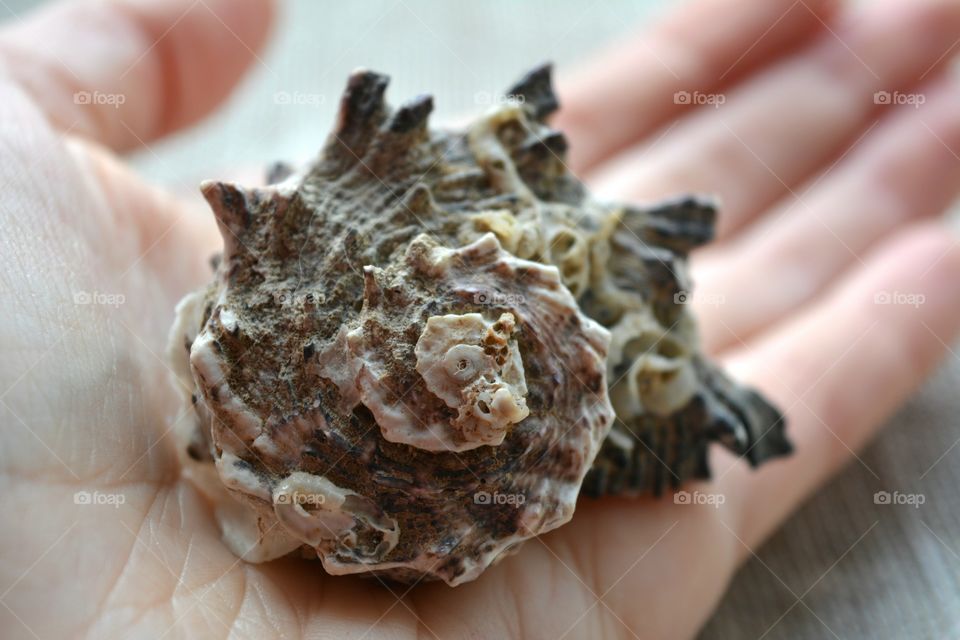 Food, Nature, Closeup, Desktop, No Person