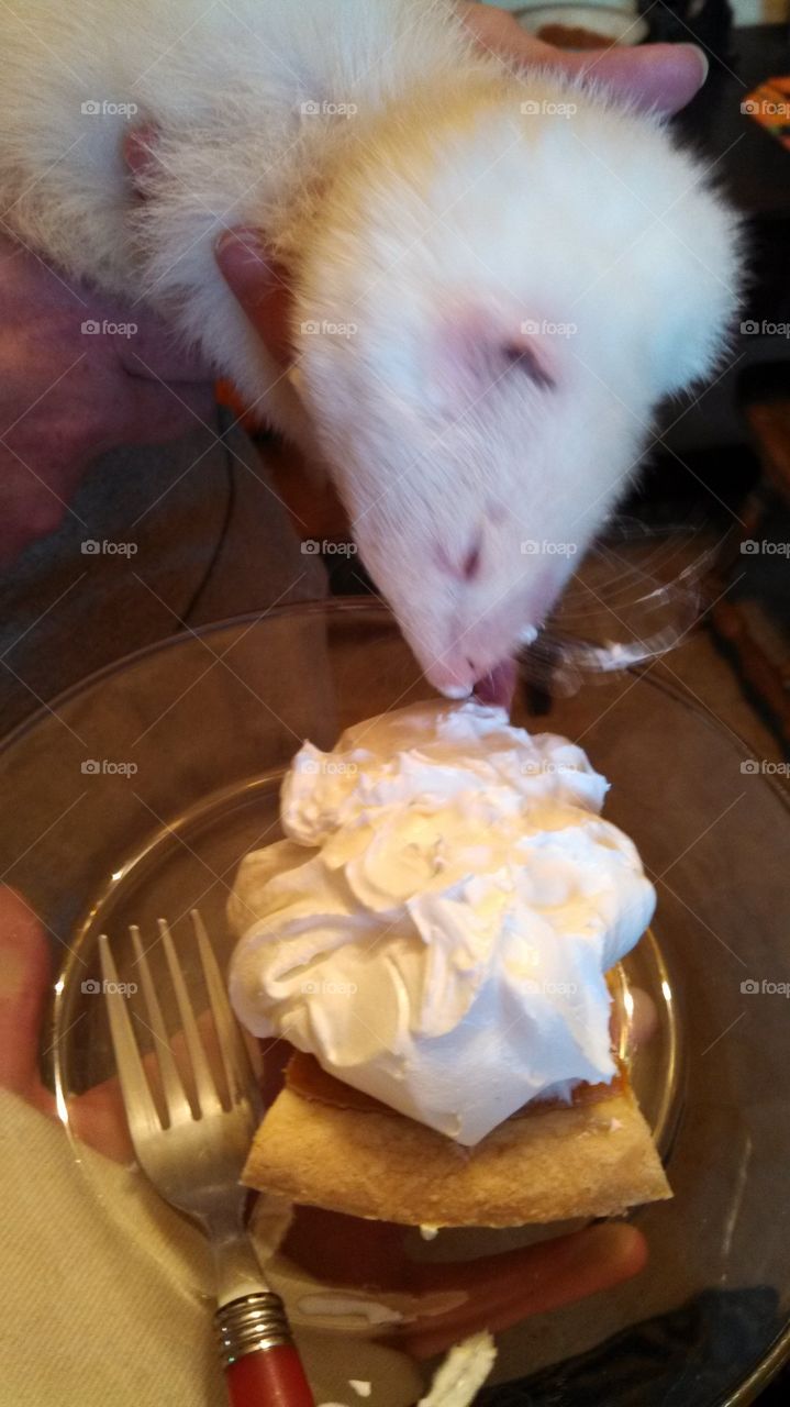 ferret and cool whip