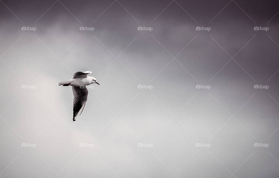 Flying seagull