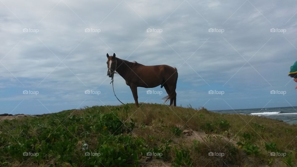 stallion. this horse was grazing in beach.grass
