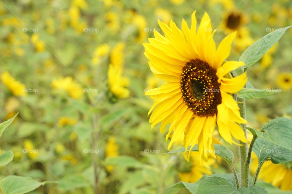 Brilliant Sunflowers 