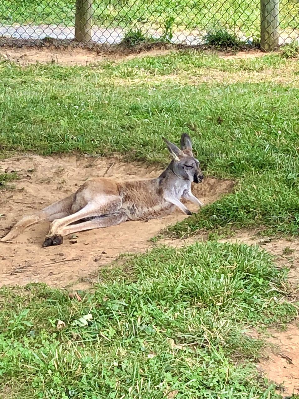 Nova Wild - Reston Zoo animals / kangaroo relaxing  