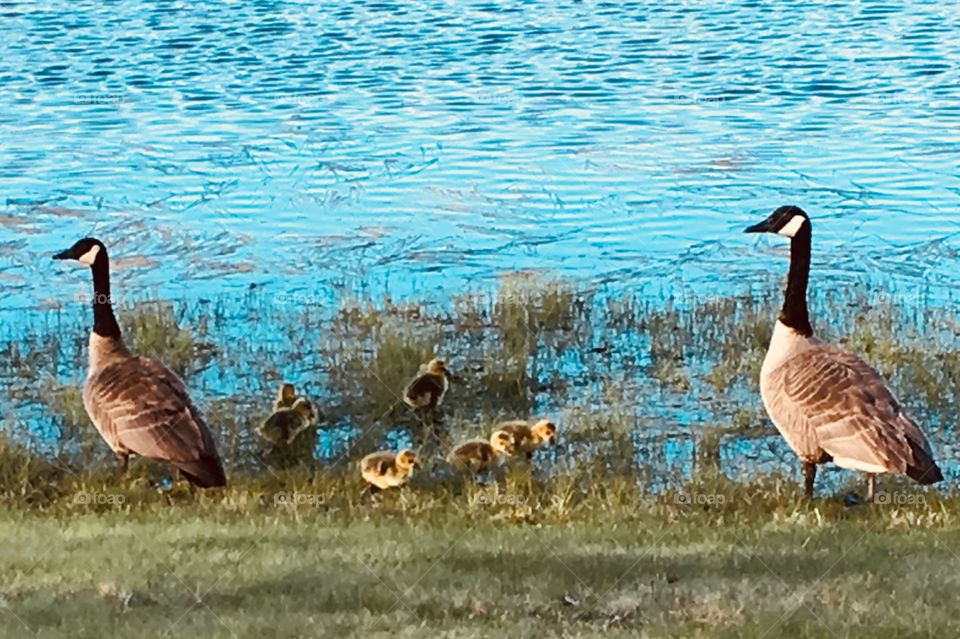 Canada geese and babies