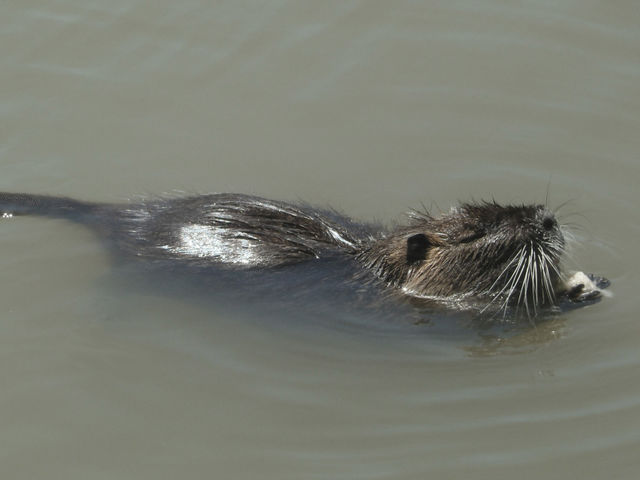 Nutria swimming and eating in France
