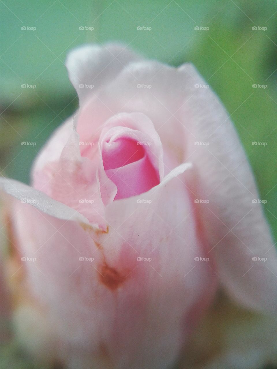 pink rose flower. bud macro