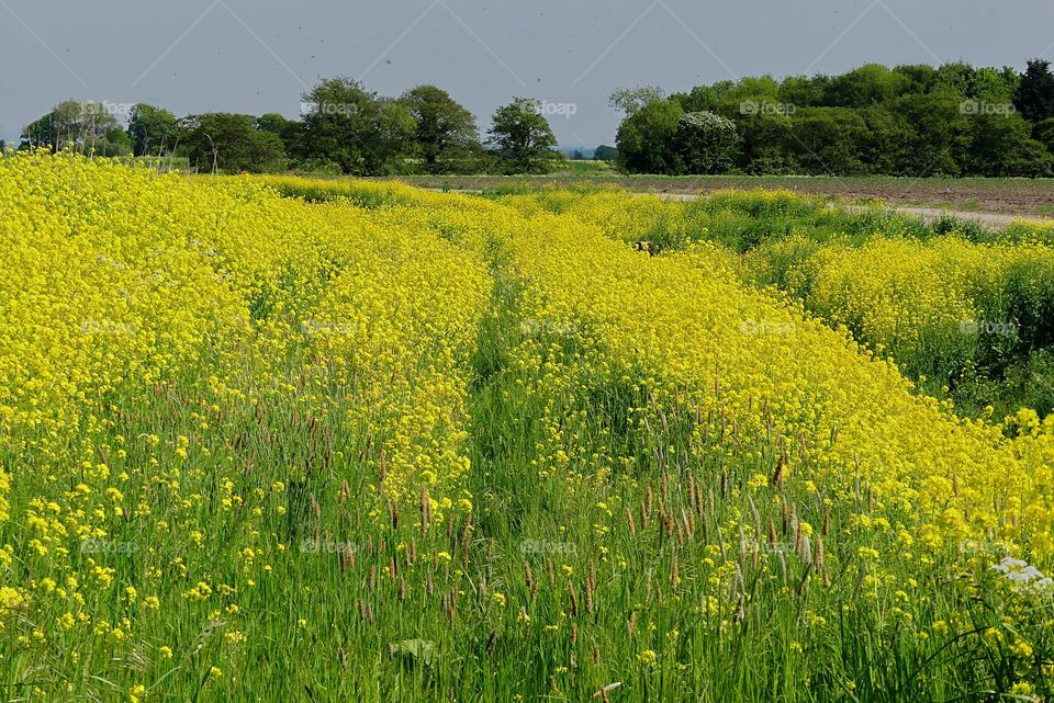 Mellow yellow fields 