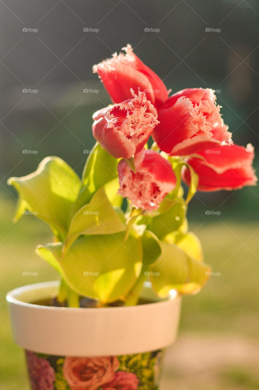 Tulips in the pot.