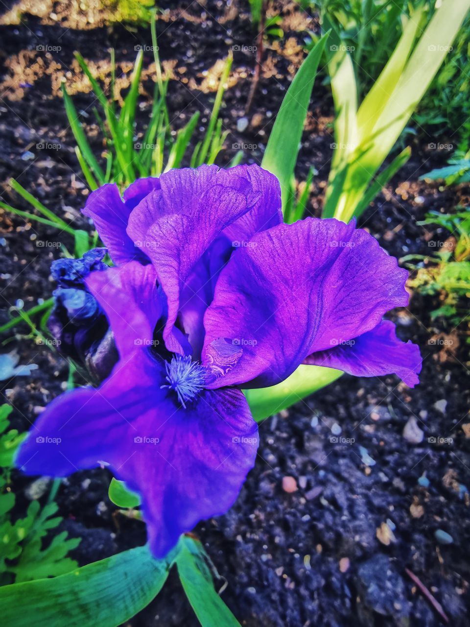 Forest day outdoor nature greens wild forest greens sky clouds moody