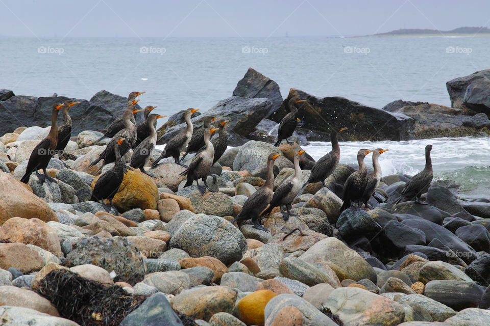 Cormorants awaiting supper 