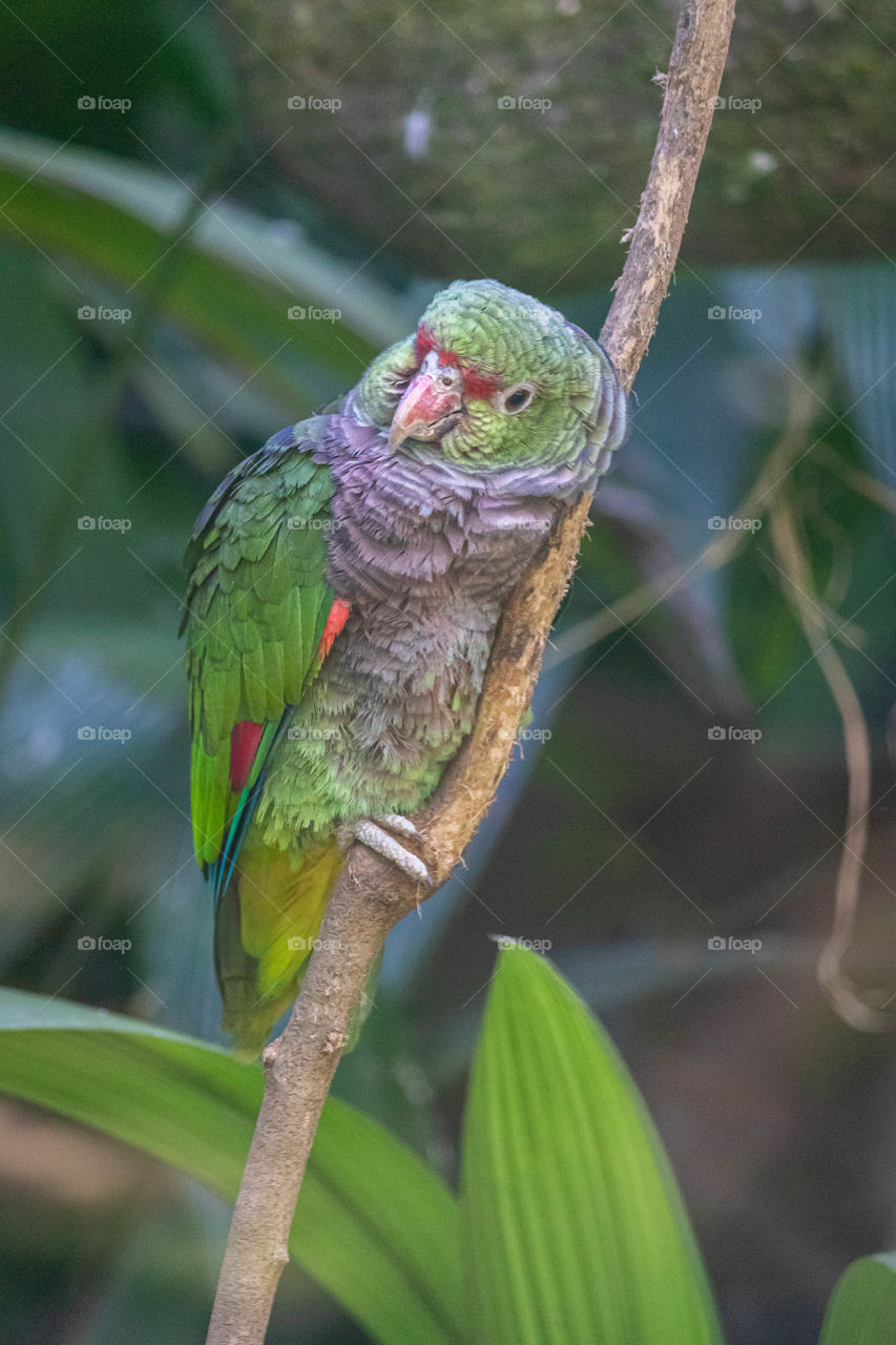 Brazilian parrot sad to be trapped