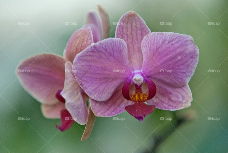 nature close up by AS74