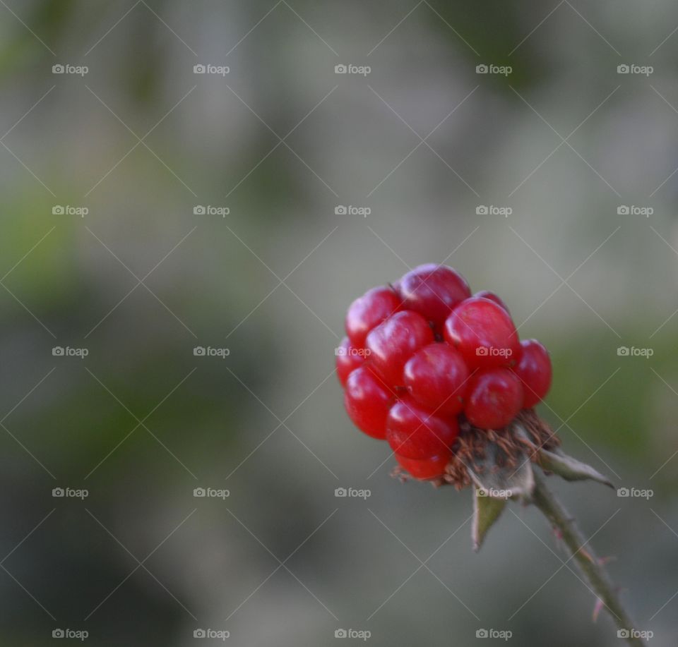 Ripening blackberry. 