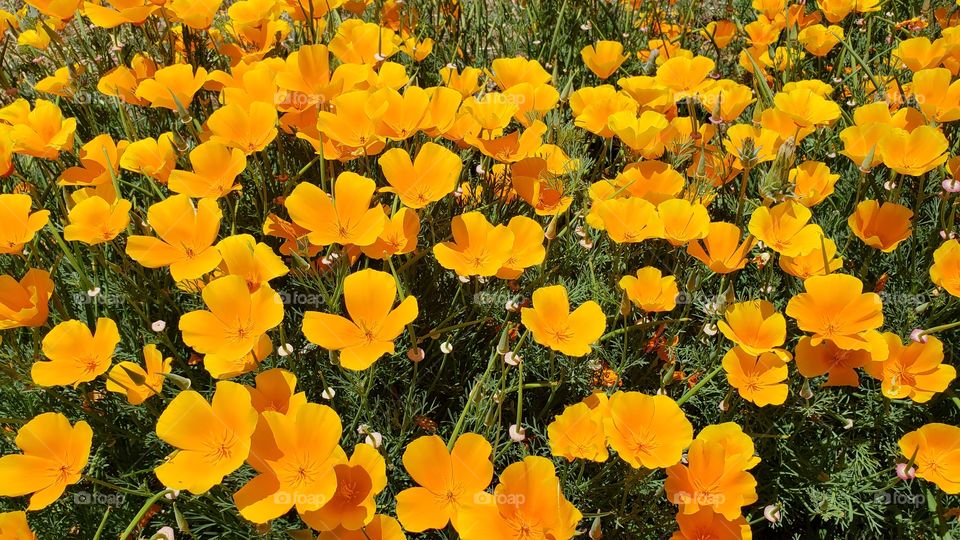 California Poppies