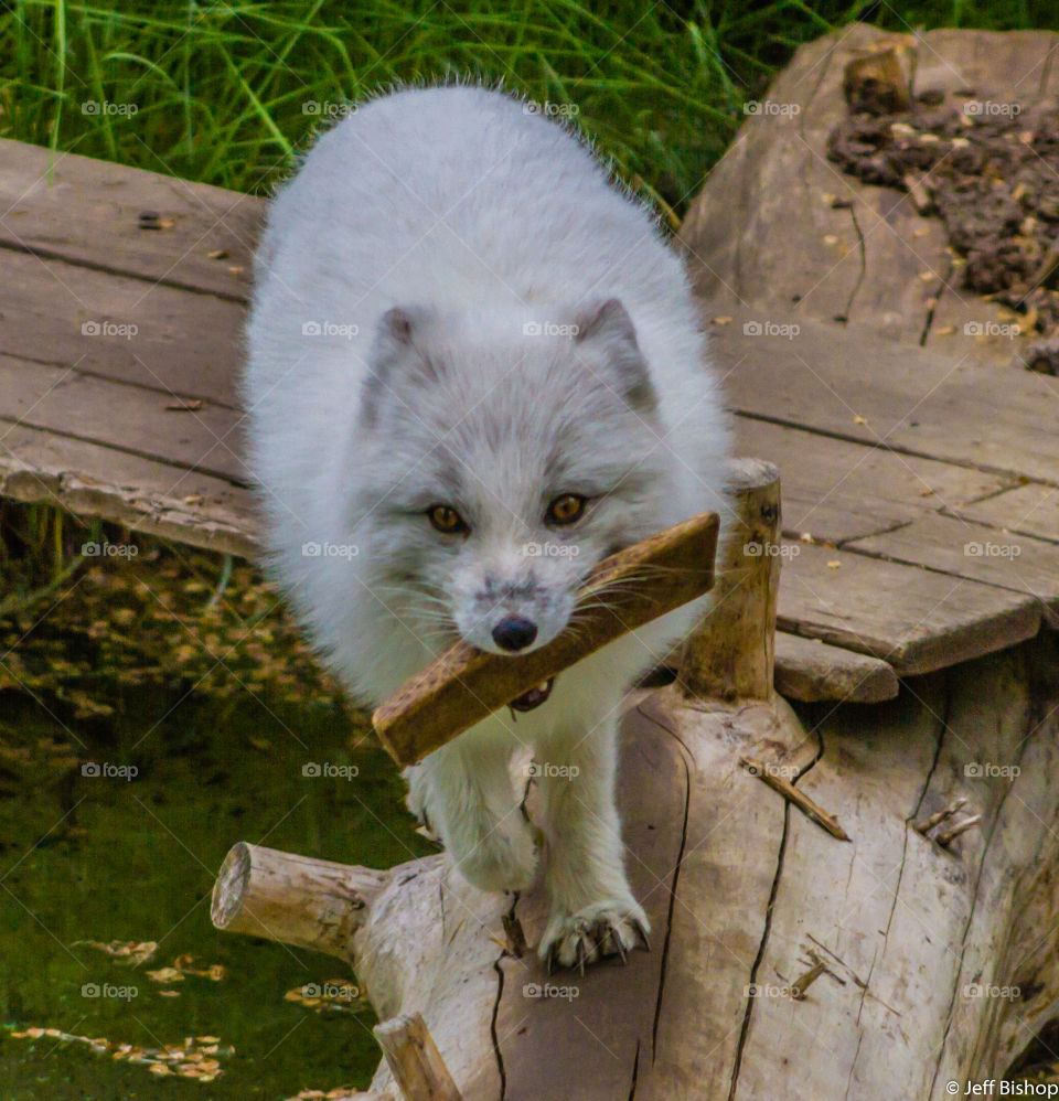 Arctic fox carrying wood