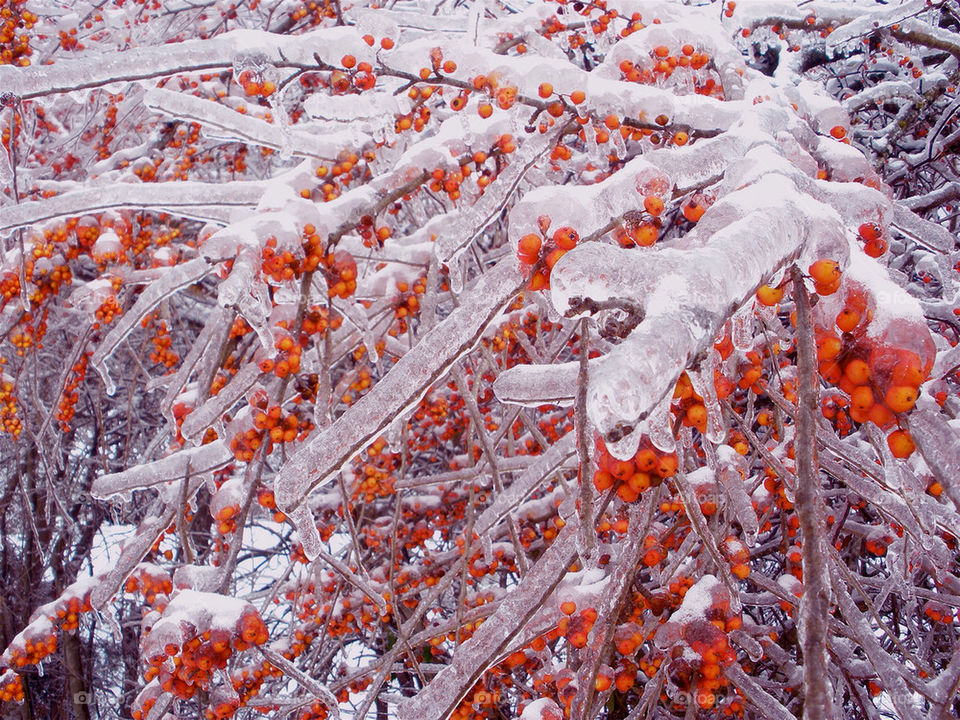 snow winter red trees by momjan