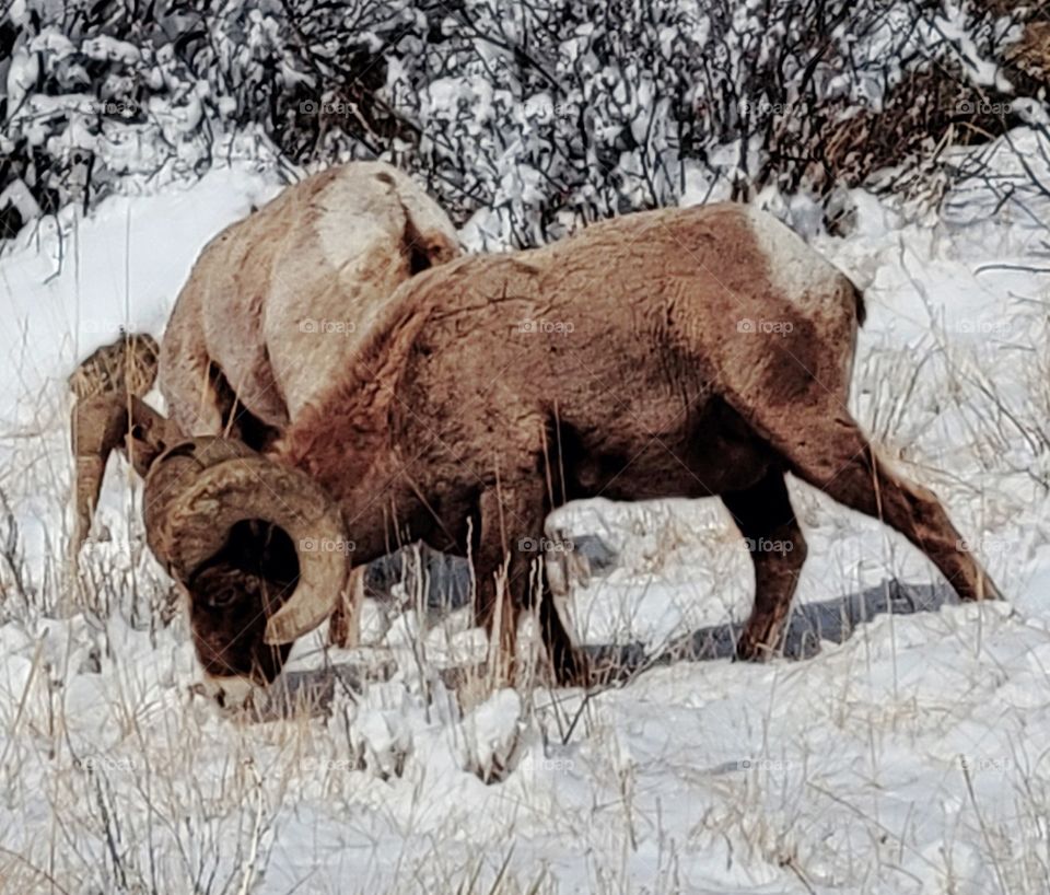 Longhorn Rams