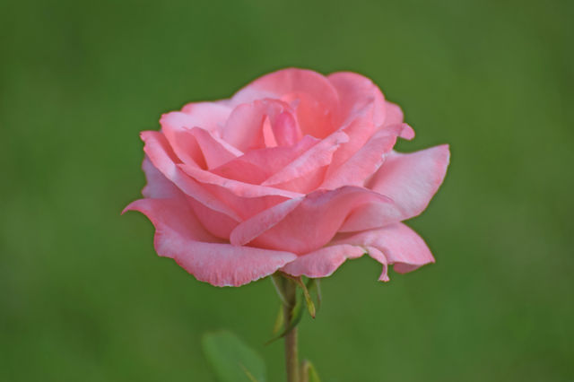 Pink rose
