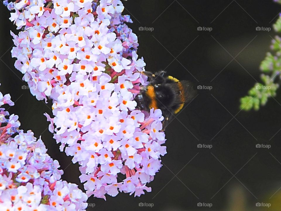 Summer pitstop for a Bee