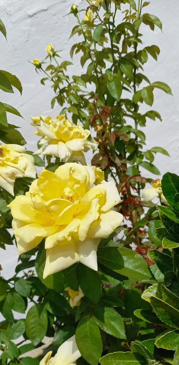 Rosal amarillo huelva