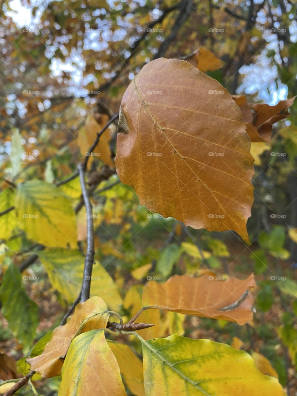 The colors of autumn 
