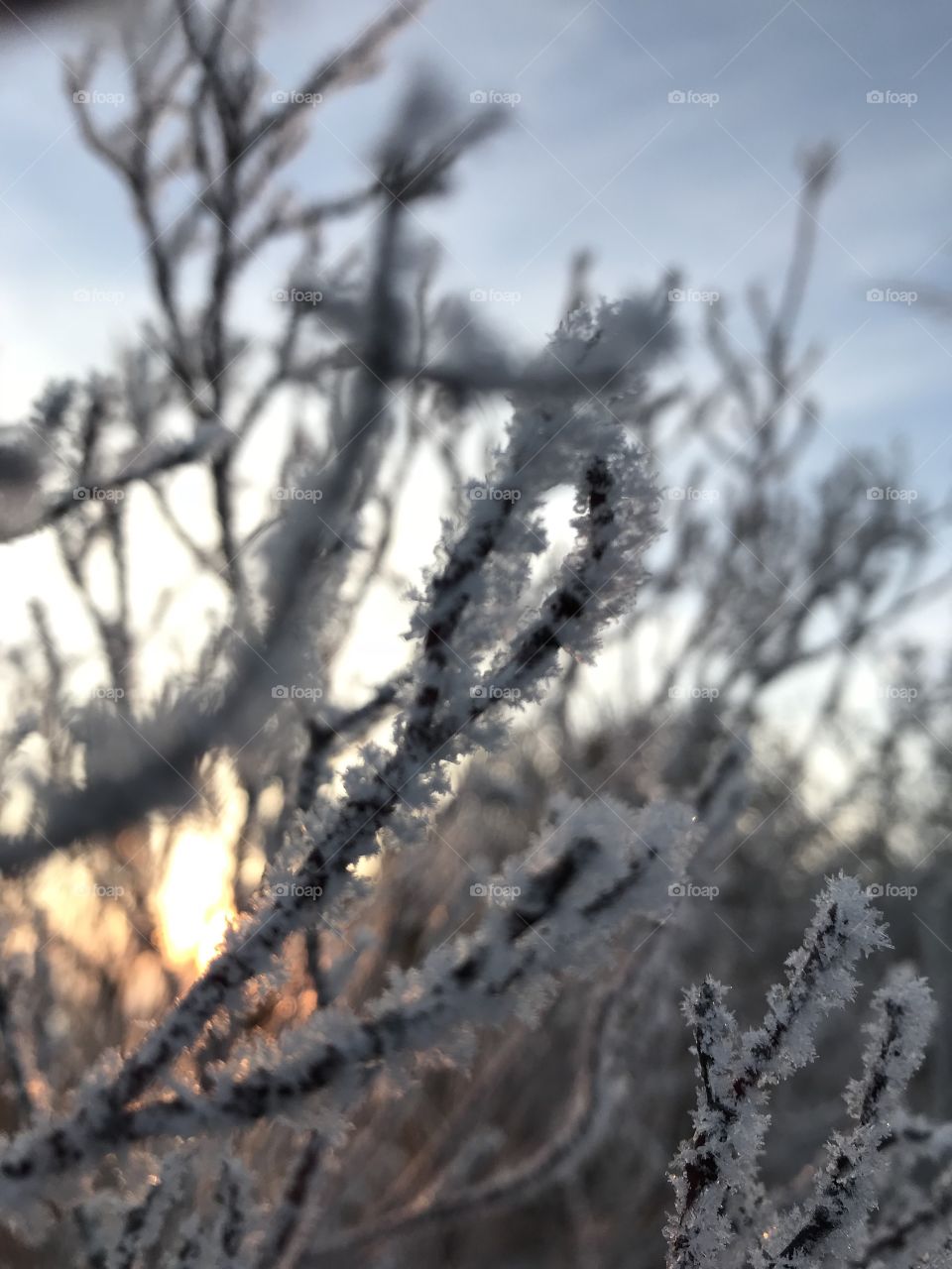 Frost 