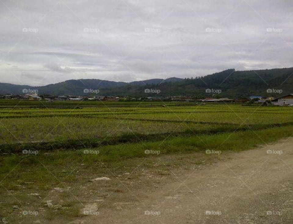 Non technical rice field