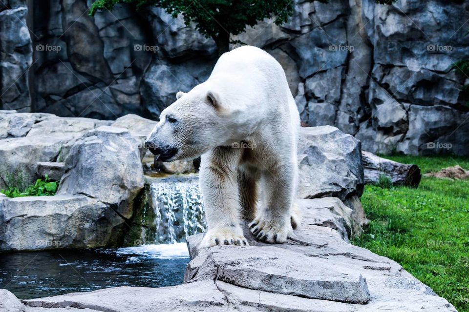 Polar bears are so beautiful 