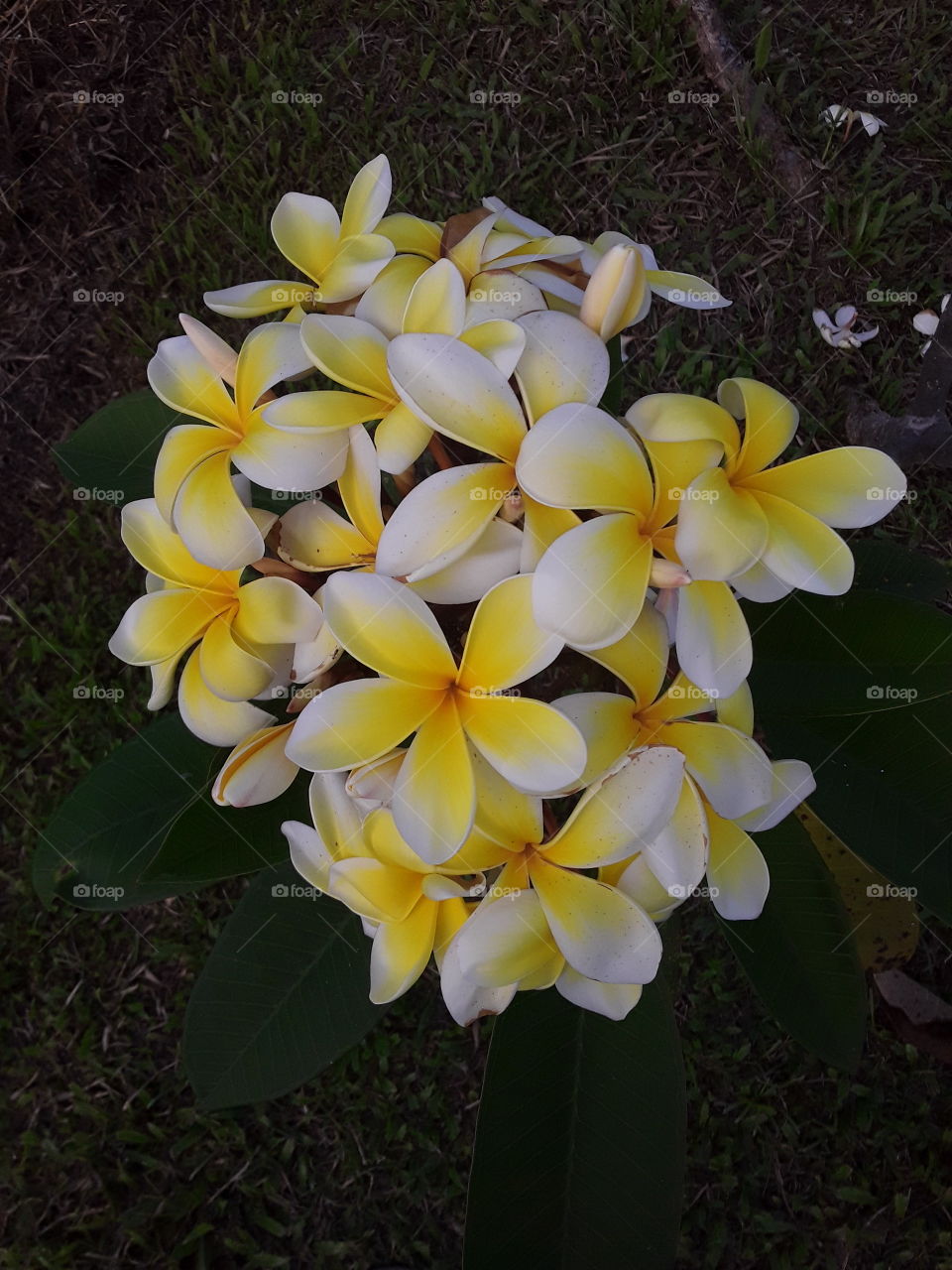Frangapani flower a hybrid species does not cease to sprout flowers all year round always with gifted smile show off with its   desireable aroma.