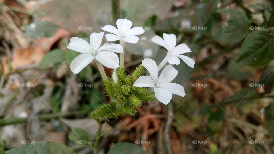 Beautiful white flower blooming