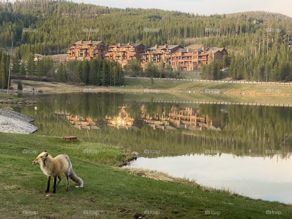 A fox checks its surroundings near a lake resort