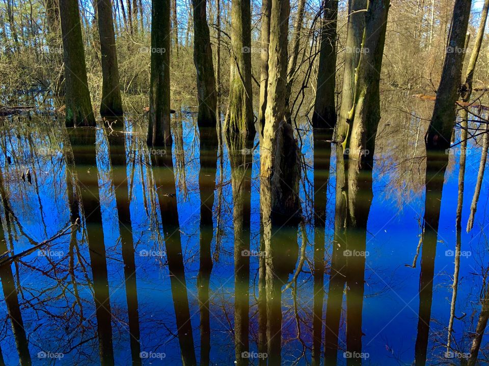 Tree reflection in swamp