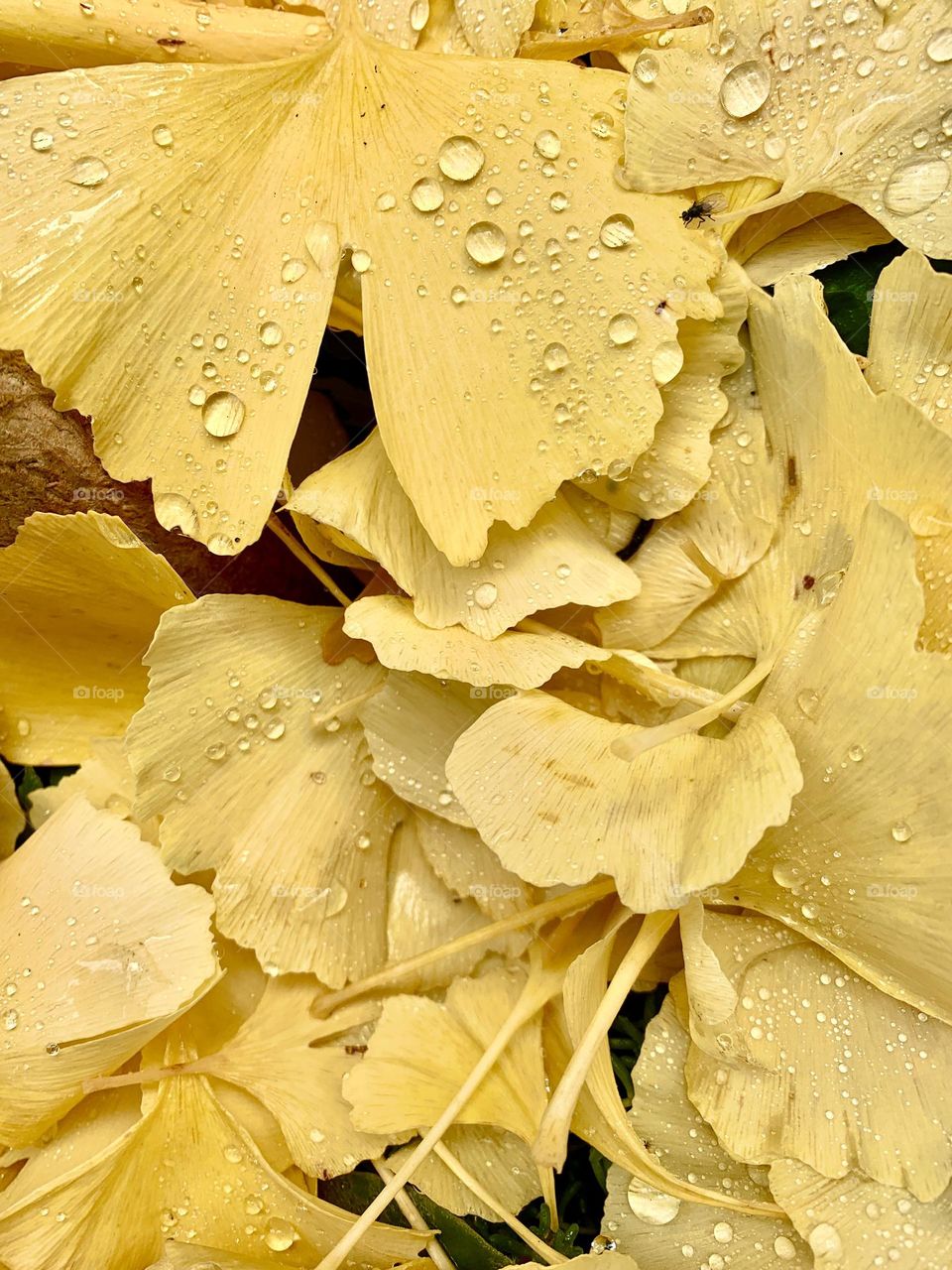 a carpet of ginkgo biloba leaves of a splendid yellow color, in their autumn livery