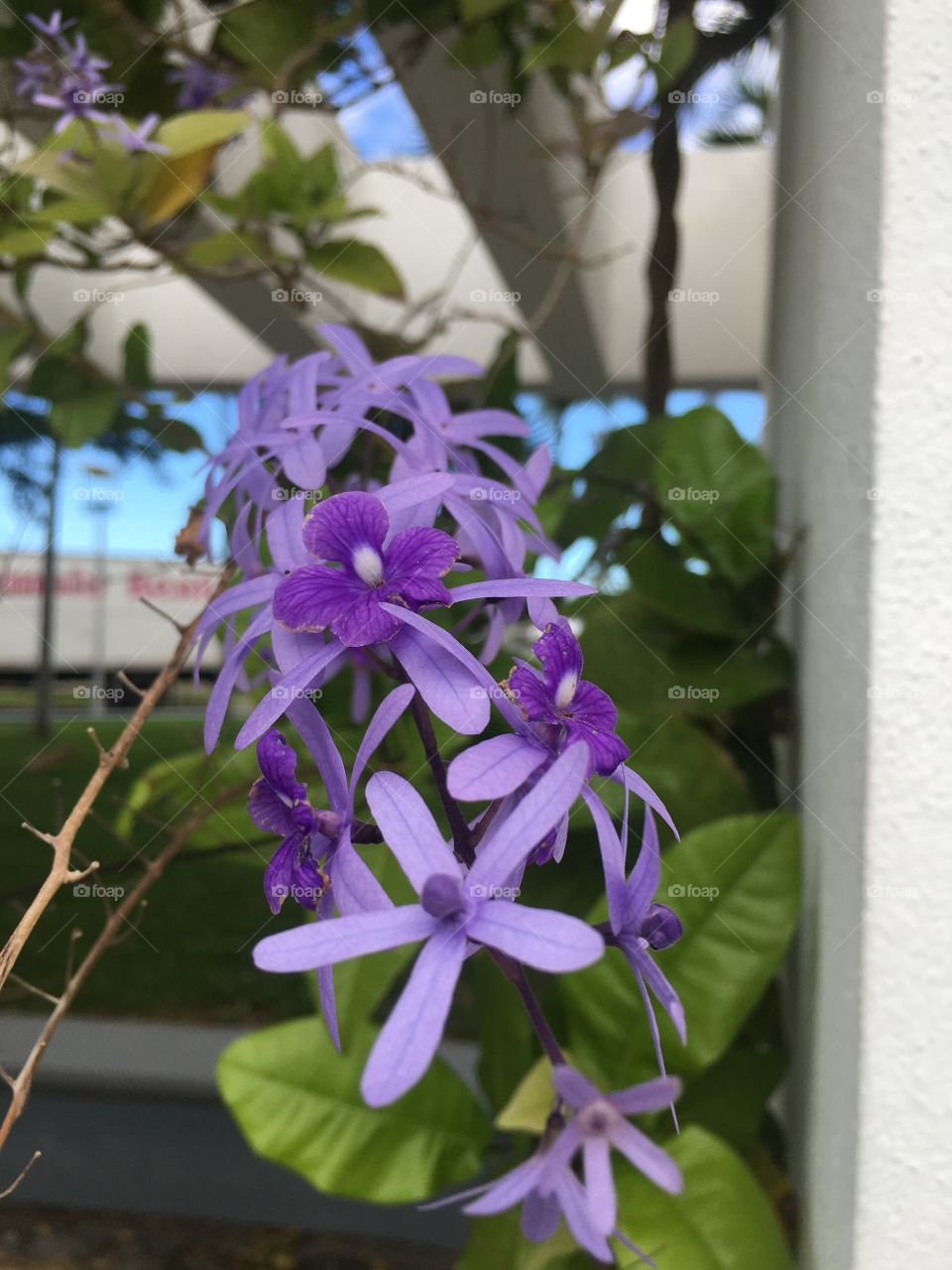 Pure purple flower 