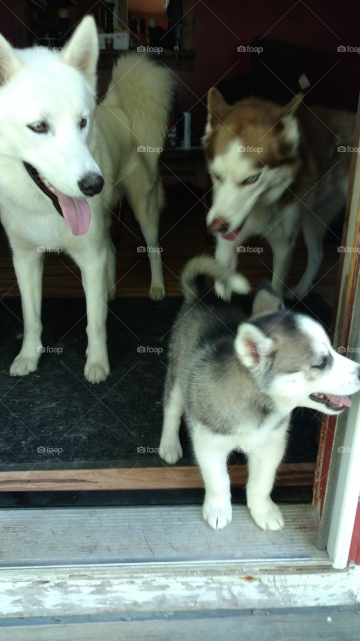 family portrait of pups