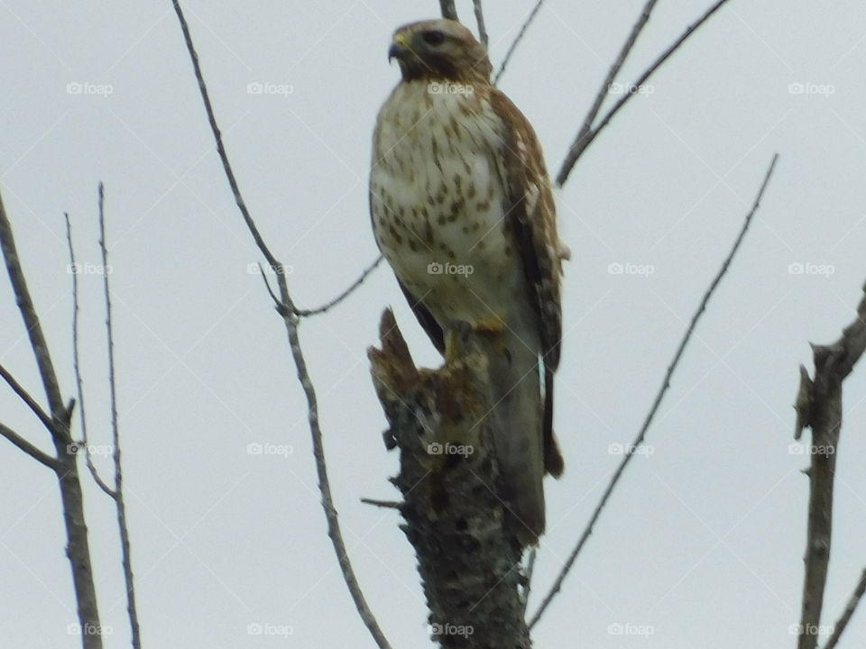 Hawk Perched Looking for Prey