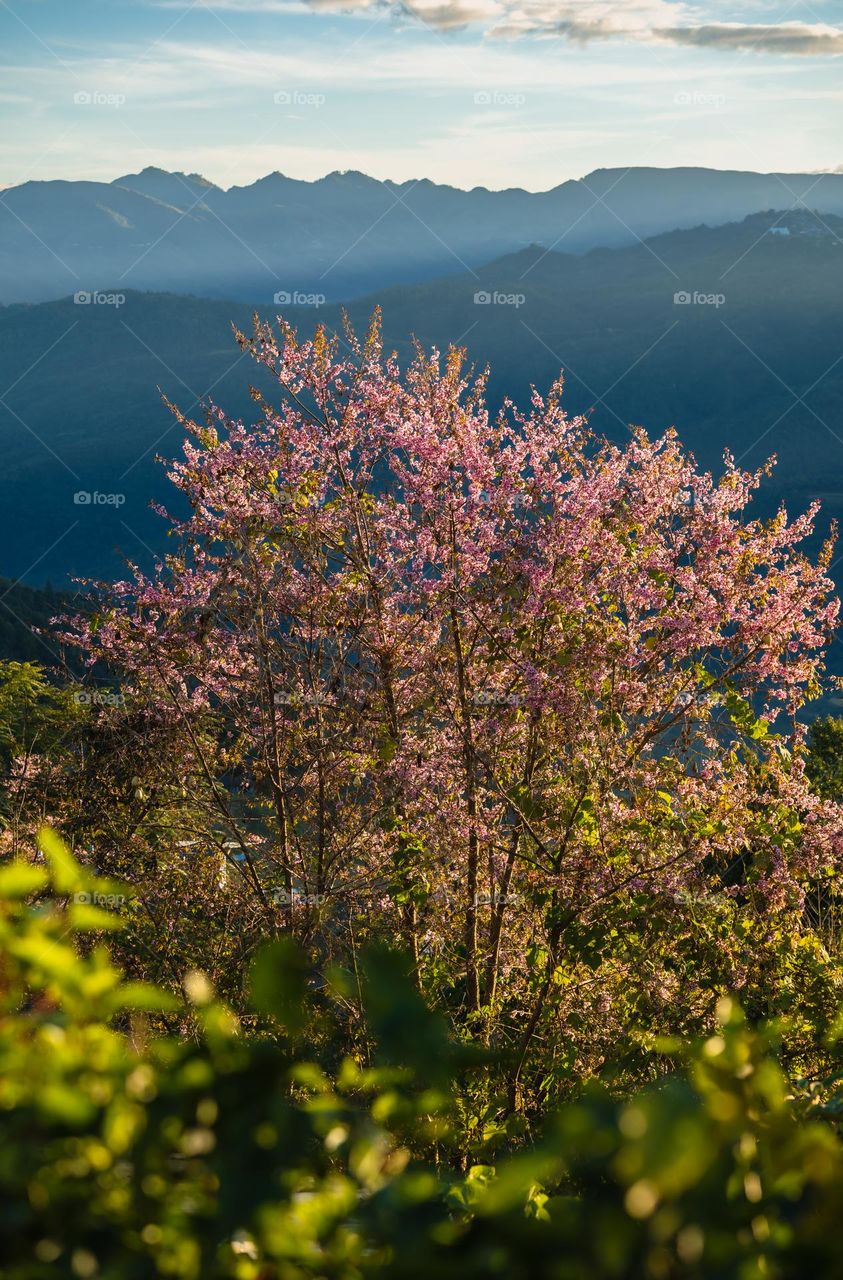 Capturing cherry blossom