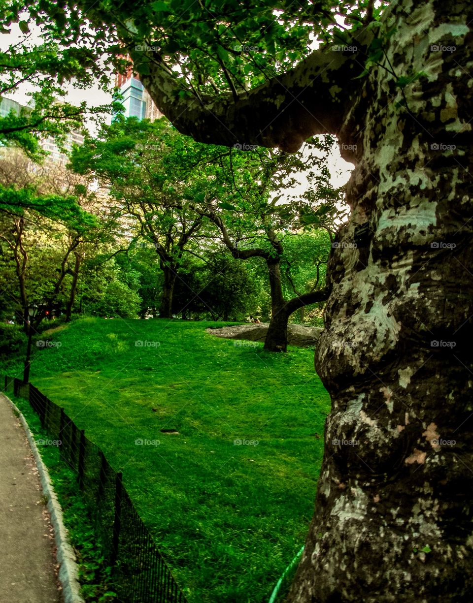 New York, Manhattan, Central Park, people, summer, sunset, trees, plants, grass, green, Park, 