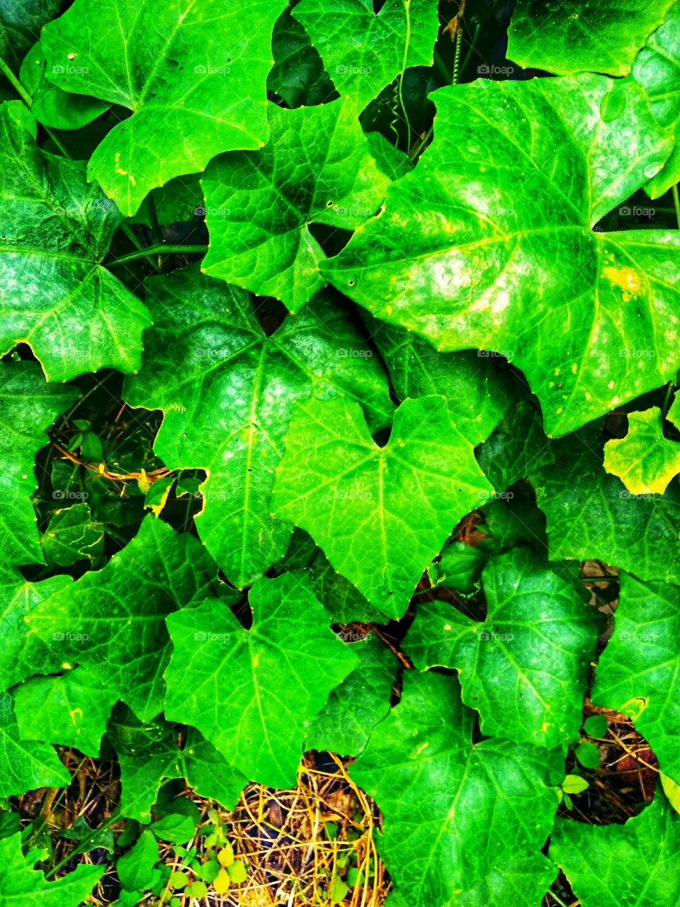 leaf