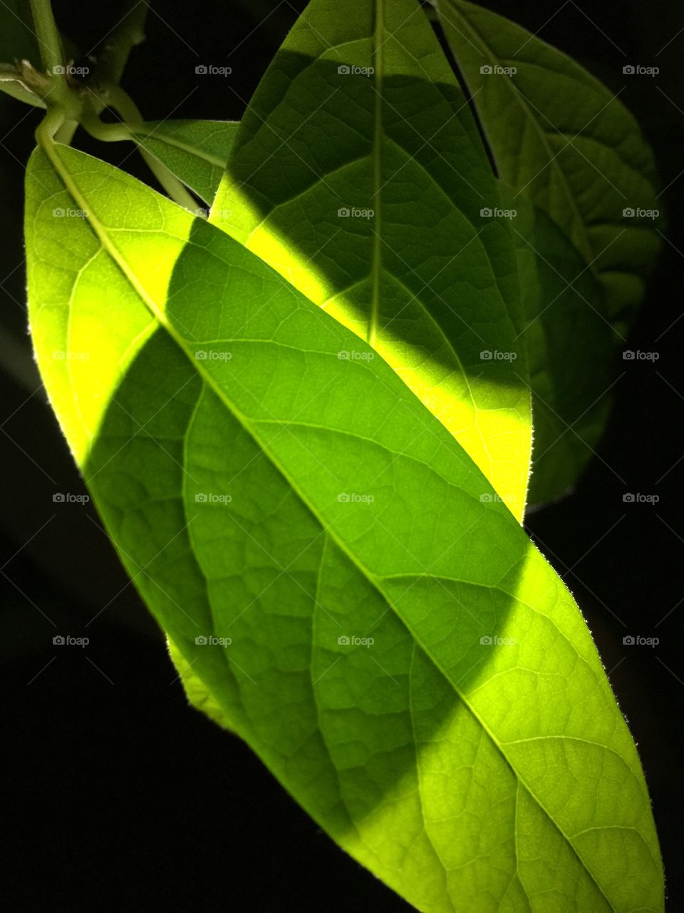 Leaves 