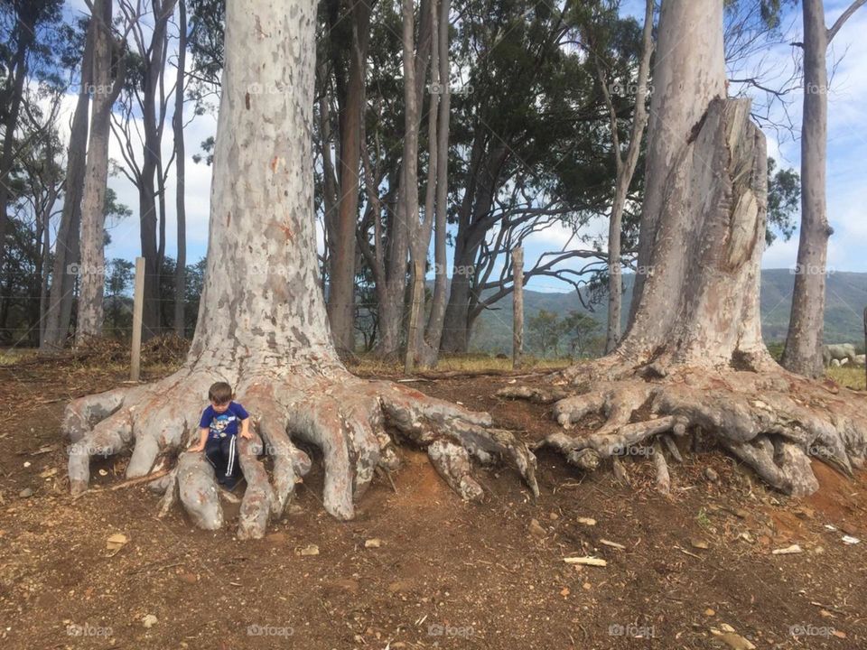 Dinosaur Paws!  Look at the roots of these eucalyptus trees, what an incredible shape.  My nephew liked it! / Patas de Dinossauro! Vejam só as raizes desses eucaliptos, que formato incrível. Meu sobrinho gostou!