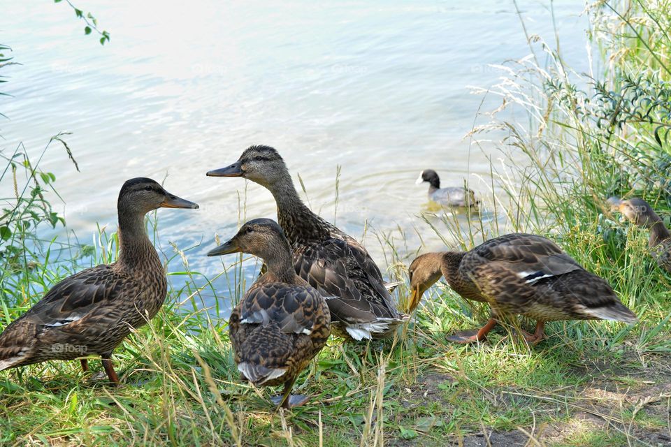 urban birds ducks family on a city lake shore