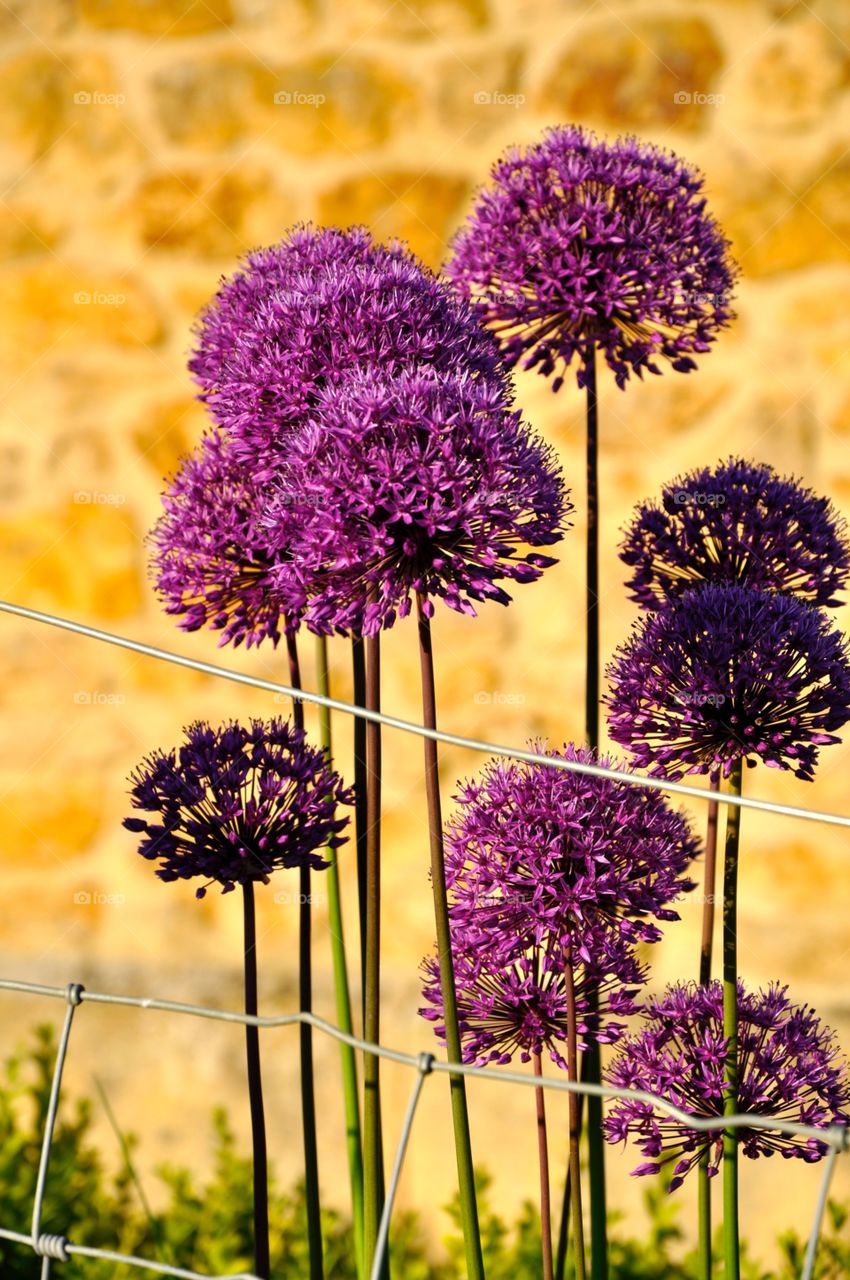 Allium