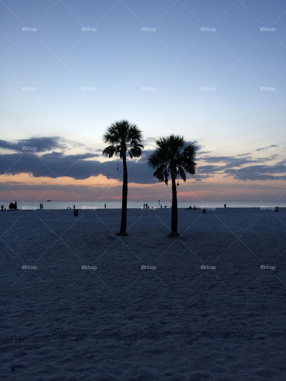 Clearwater Beach. Palm trees at sunset